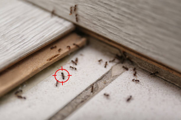 Best Pest Removal Services  in Chenango Bridge, NY