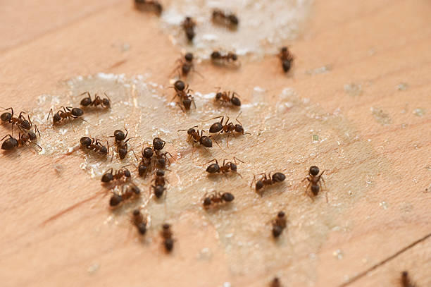 Best Pest Prevention Services  in Chenango Bridge, NY