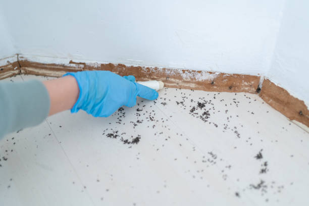 Best Emergency Pest Control  in Chenango Bridge, NY